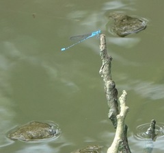 Pseudagrion microcephalum