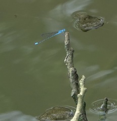 Pseudagrion microcephalum