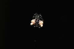 Thelacantha brevispina