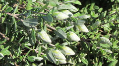 Pteronia ovalifolia