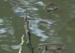Pseudagrion microcephalum