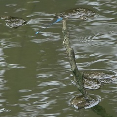 Pseudagrion microcephalum