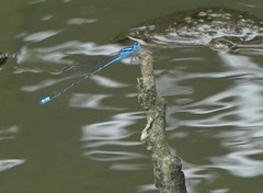 Pseudagrion microcephalum