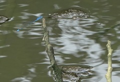 Pseudagrion microcephalum