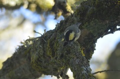 Periparus ater ledouci