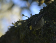Periparus ater ledouci