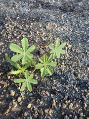 Lupinus succulentus