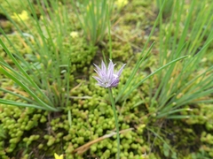 Allium schoenoprasum