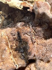 Gloeoporus dichrous