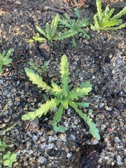 Layia platyglossa