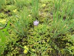 Allium schoenoprasum
