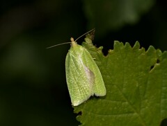 Tortrix viridana