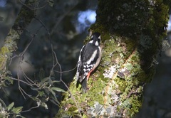 Dendrocopos major numidus