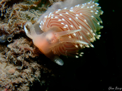 Facelina bostoniensis