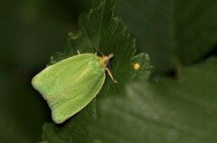 Tortrix viridana