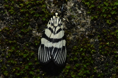 Heortia vitessoides