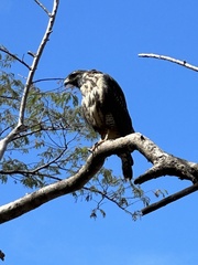 Buteogallus anthracinus