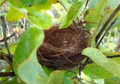 Microspingus cinereus