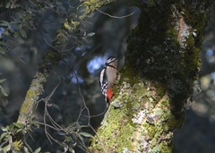 Dendrocopos major numidus