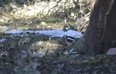 Dendrocopos major numidus