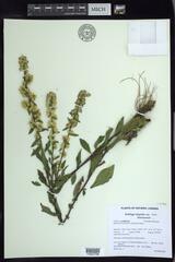 Solidago hispida huronensis