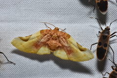 Pyrinioides sinuosus