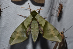 Callambulyx tatarinovii