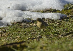 Emberiza cirlus