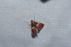 Endotricha olivacealis