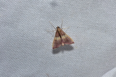 Endotricha olivacealis