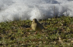 Emberiza cirlus