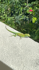 Anolis evermanni