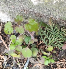 Veronica hederifolia