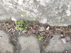 Veronica hederifolia