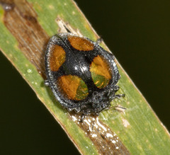 Epilachna aequatorialis