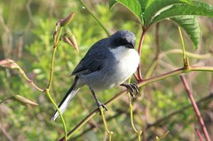 Microspingus cinereus