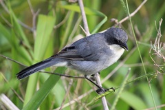 Microspingus cinereus