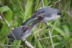 Microspingus cinereus