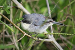 Microspingus cinereus