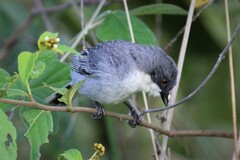 Microspingus cinereus