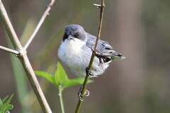 Microspingus cinereus