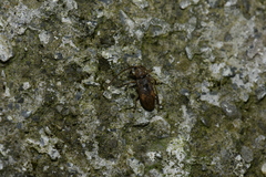 Ropica formosana
