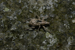 Dermatoxenus caesicollis