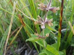 Stachys pilosa