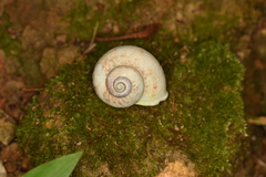 Cyclophorus punctatus