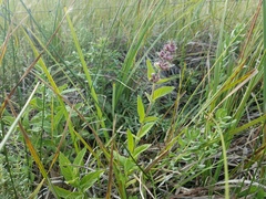 Stachys pilosa