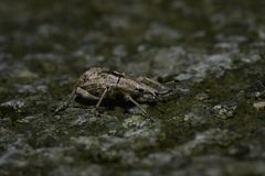 Dermatoxenus caesicollis