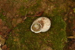 Cyclophorus punctatus