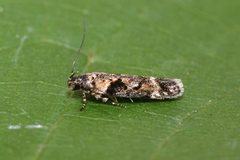 Caryocolum