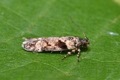 Caryocolum